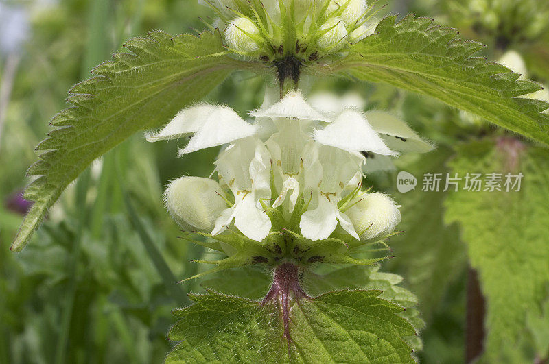 特写的白色deadnettle Lamium专辑